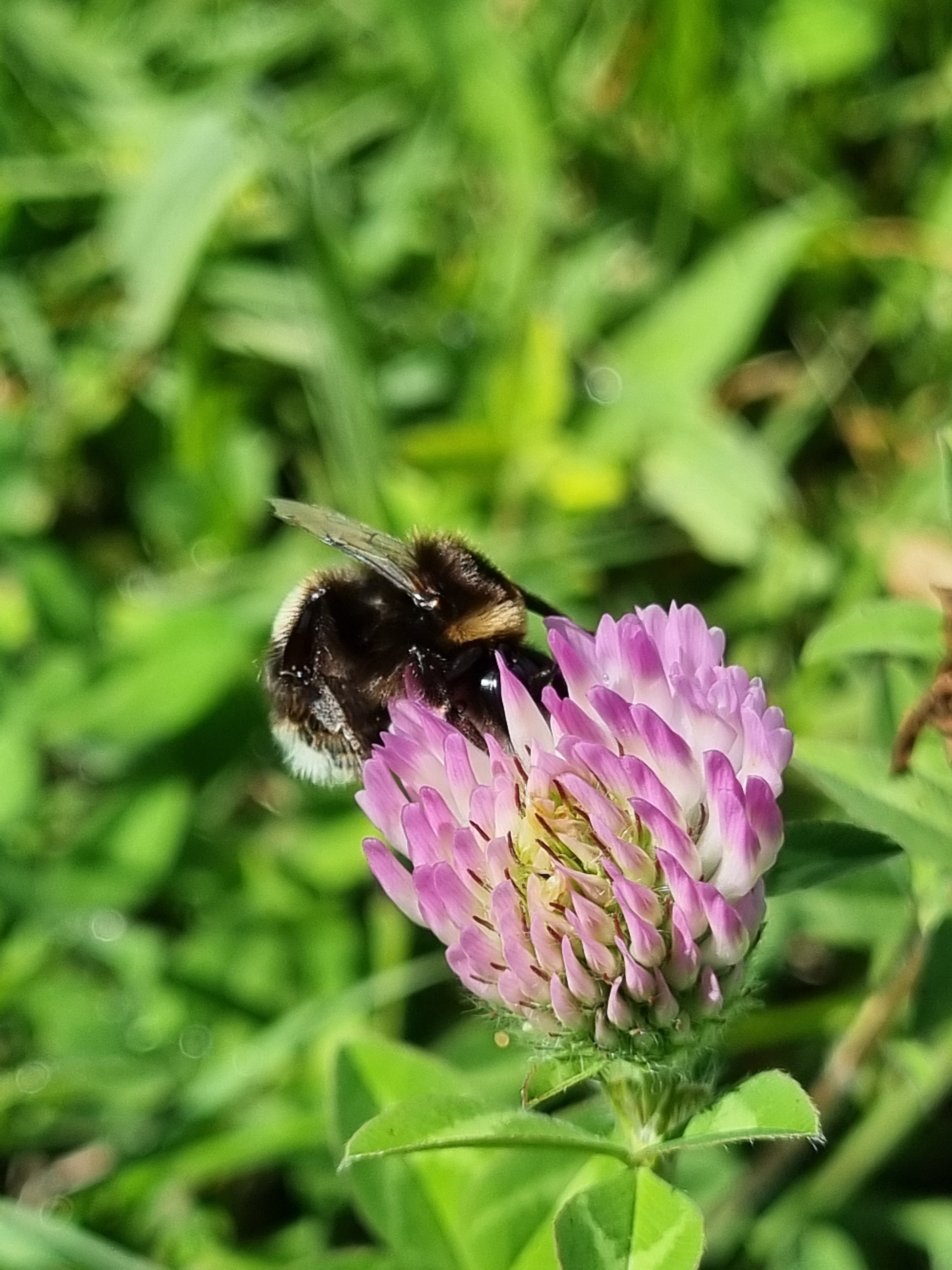 Red Clover Tea - Menopause & Immune Support
