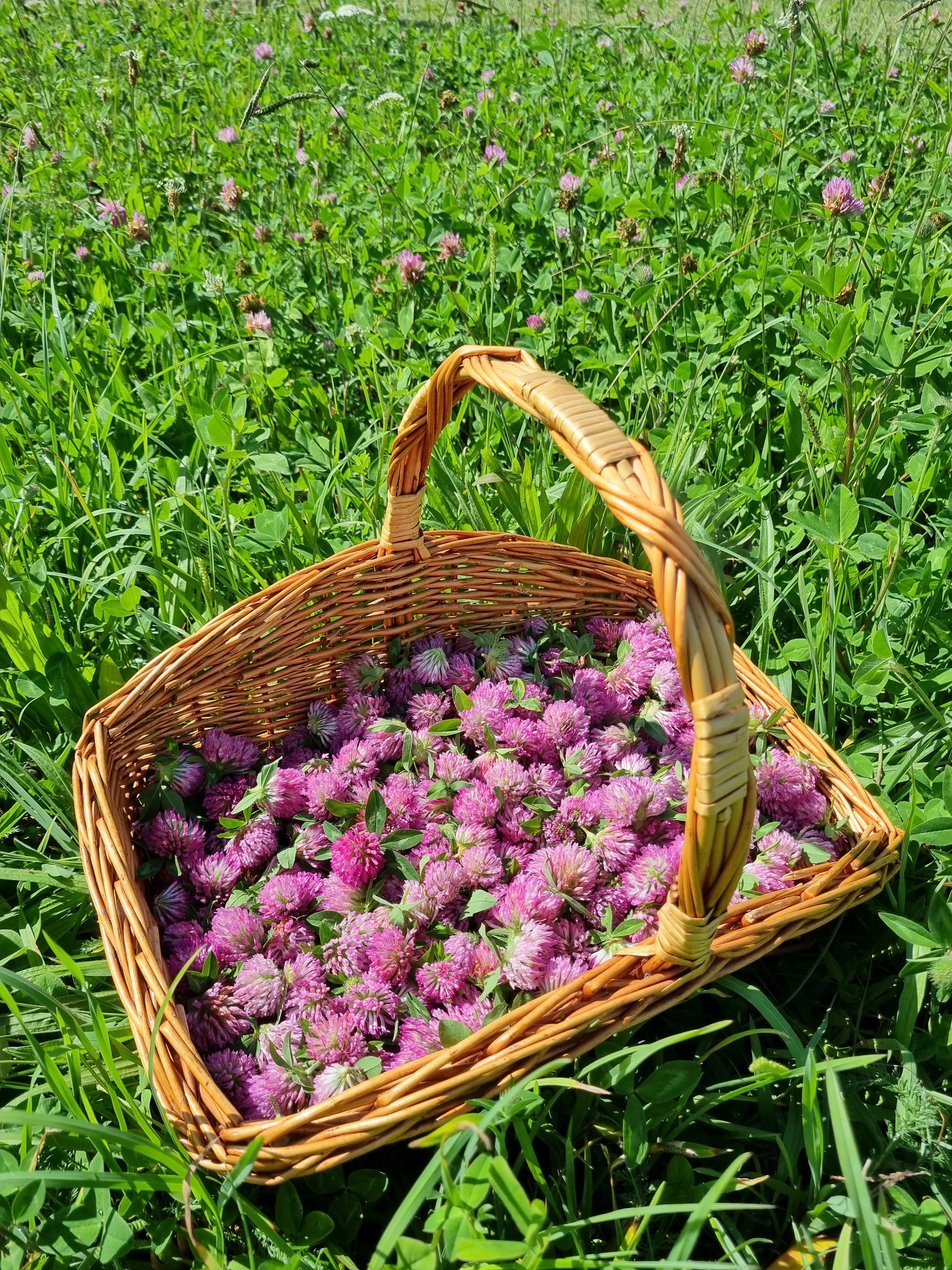 Red Clover Tea - Menopause & Immune Support