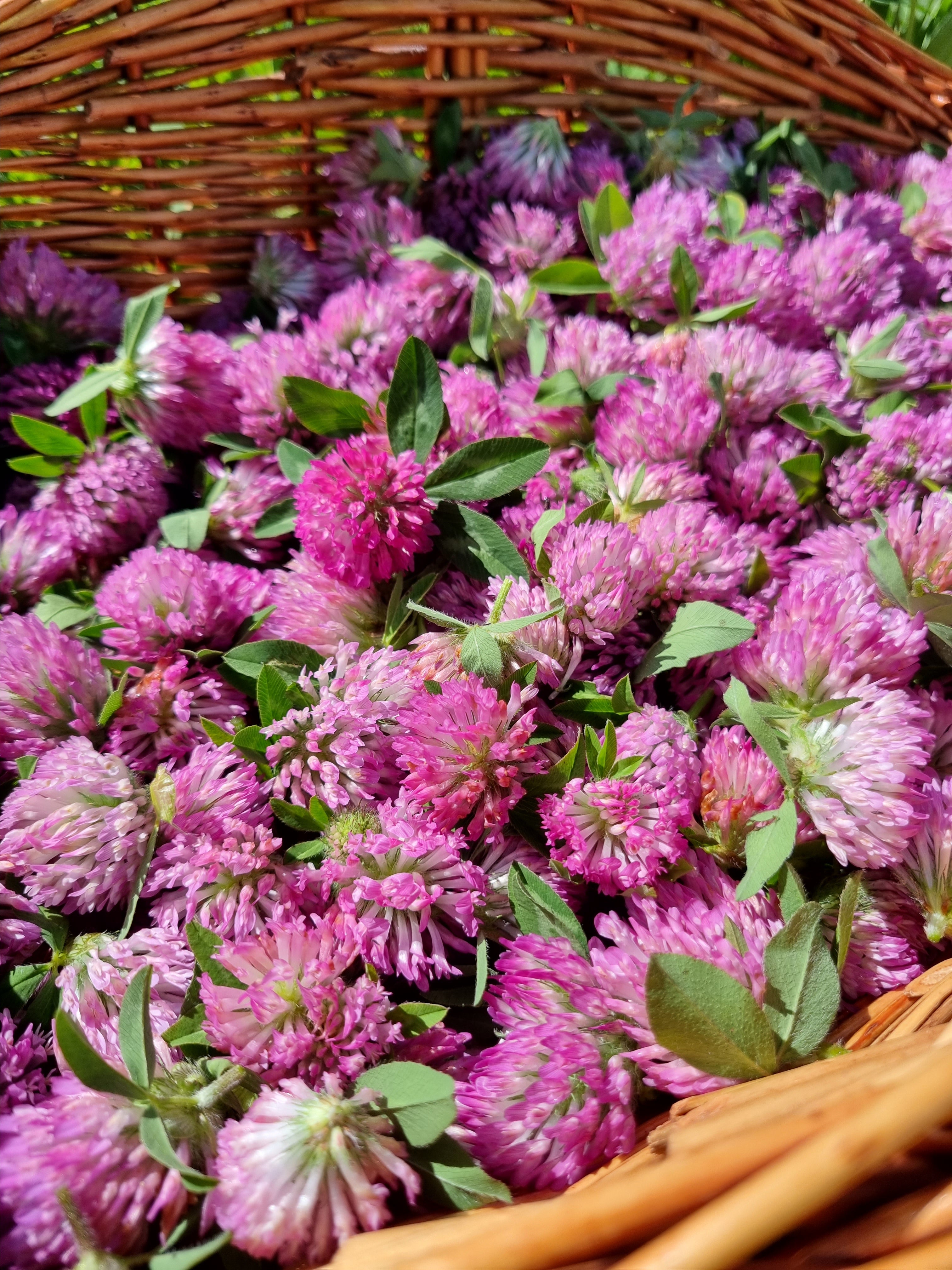 Red Clover Tea - Menopause & Immune Support