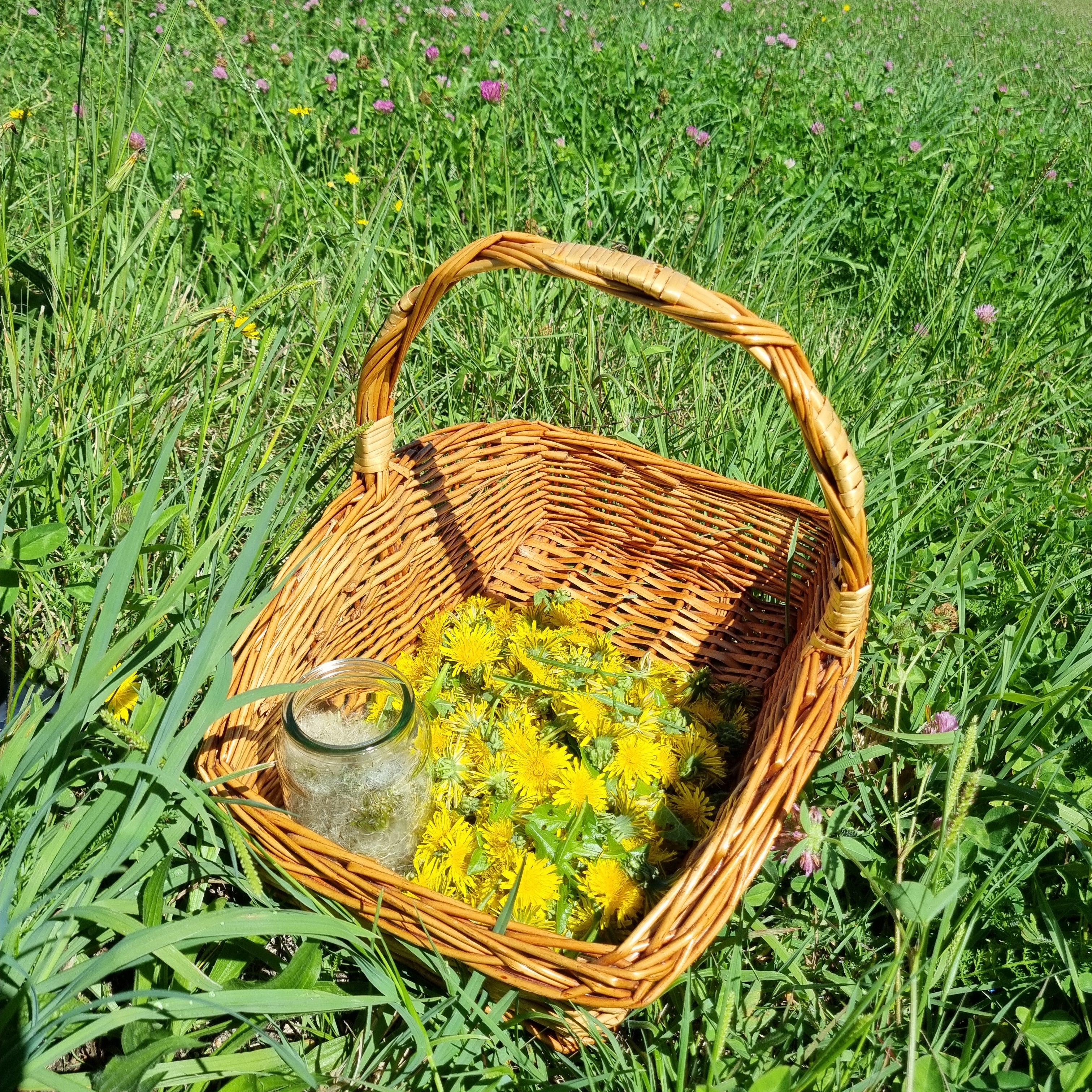Dandelion Tea - Nutrient Boost