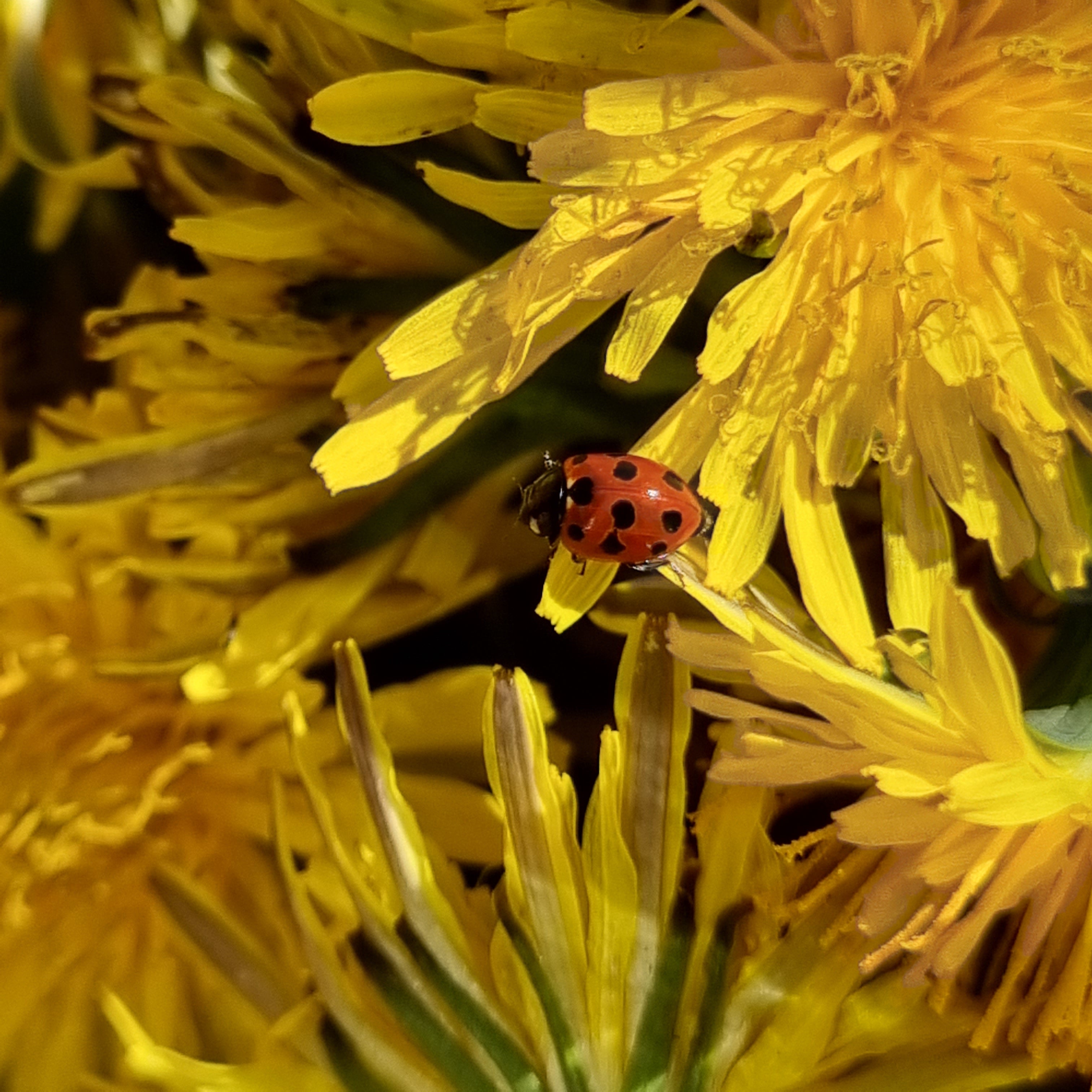 Dandelion Tea - Nutrient Boost
