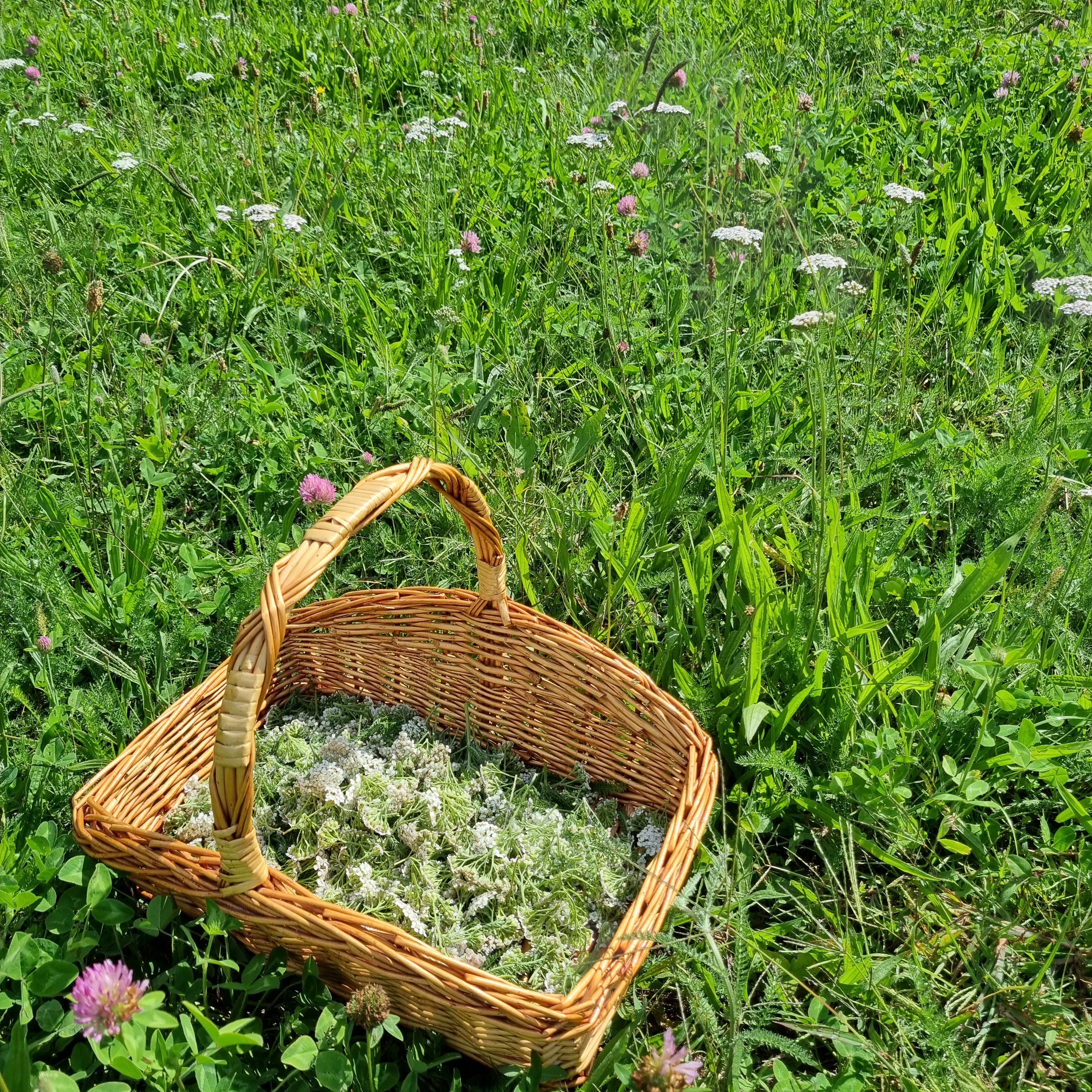 Yarrow Tea - Menstrual & Immune Support