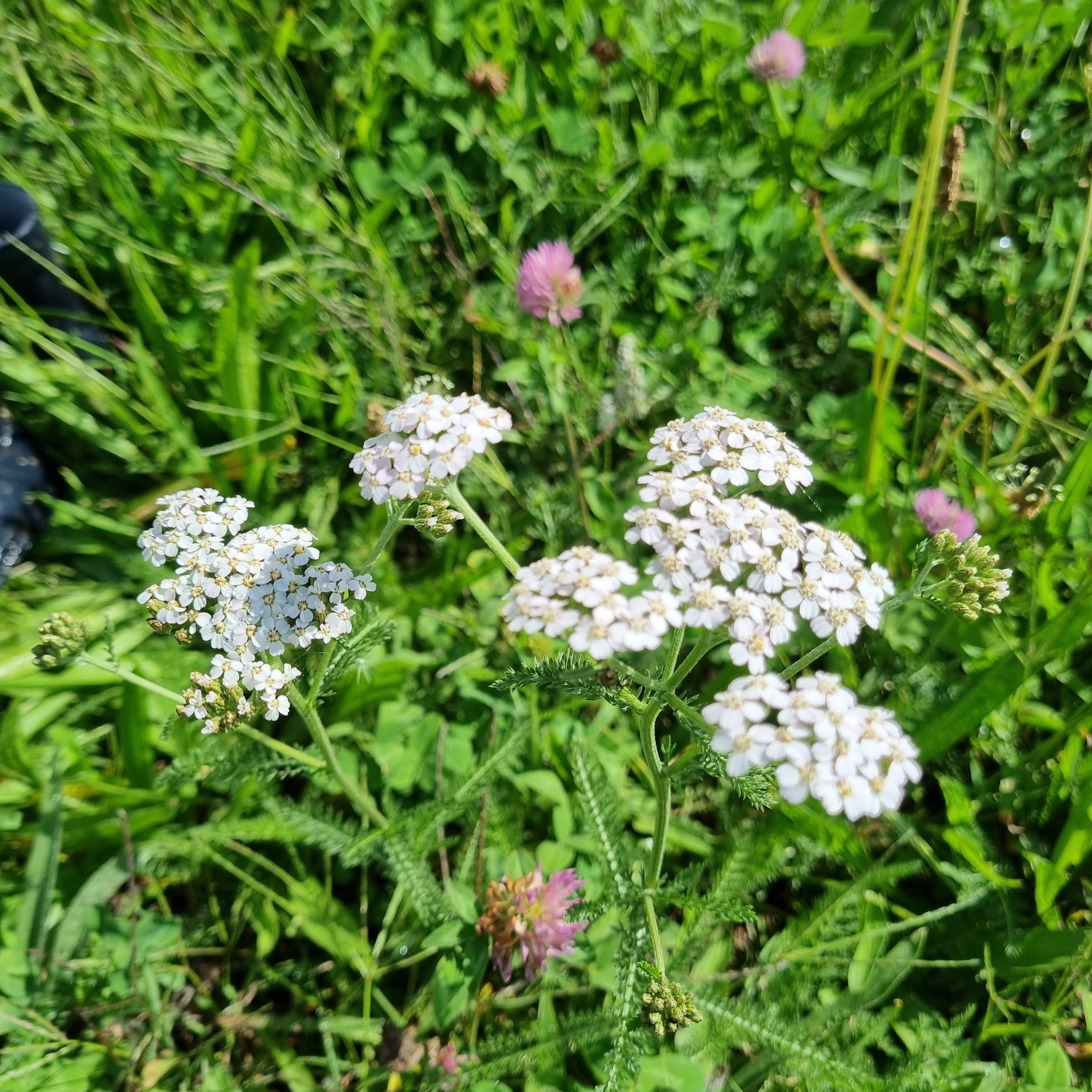 Yarrow Tea - Menstrual & Immune Support