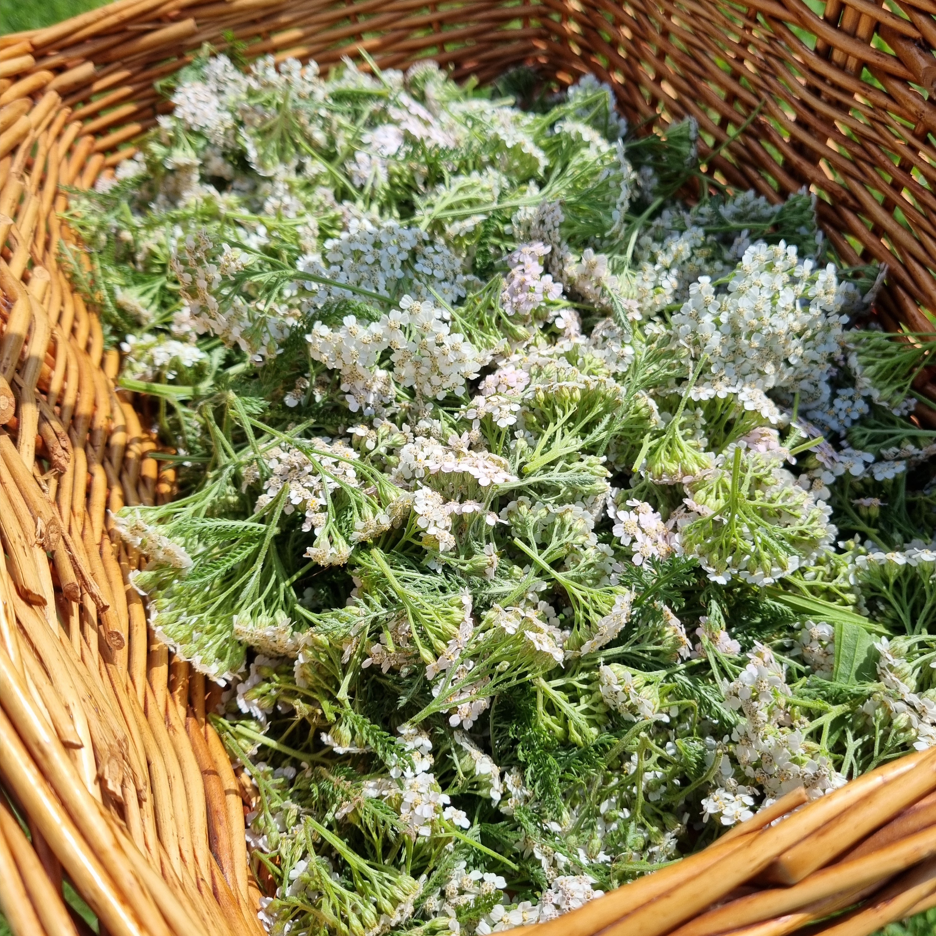 Yarrow Tea - Menstrual & Immune Support
