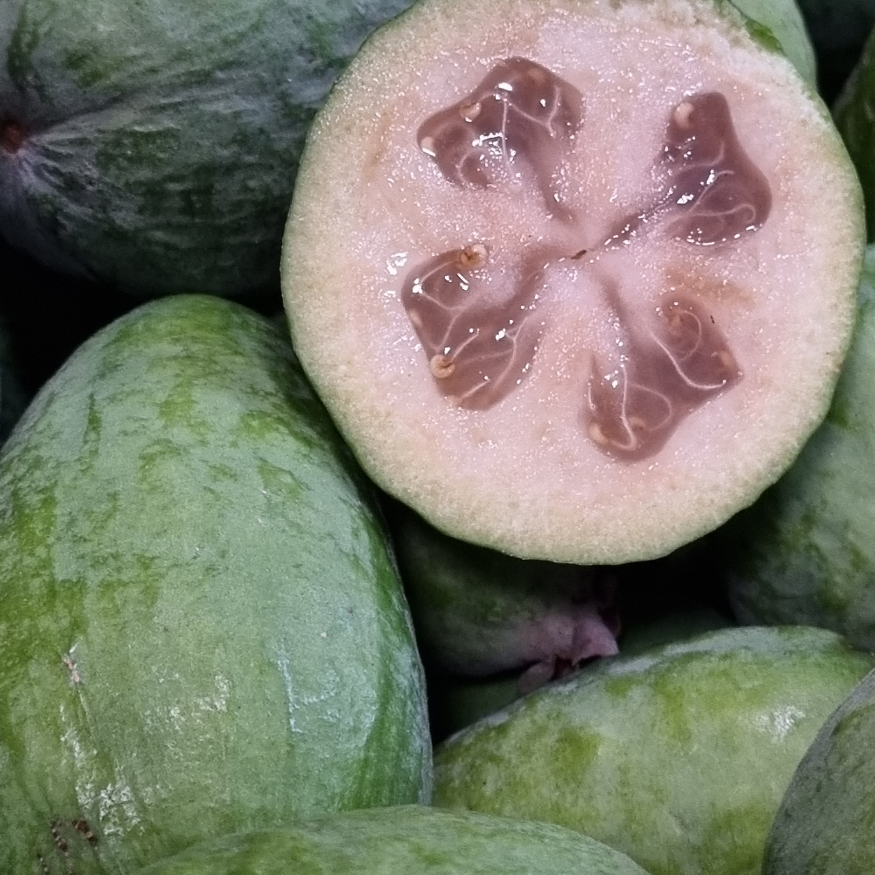 Feijoa Tea