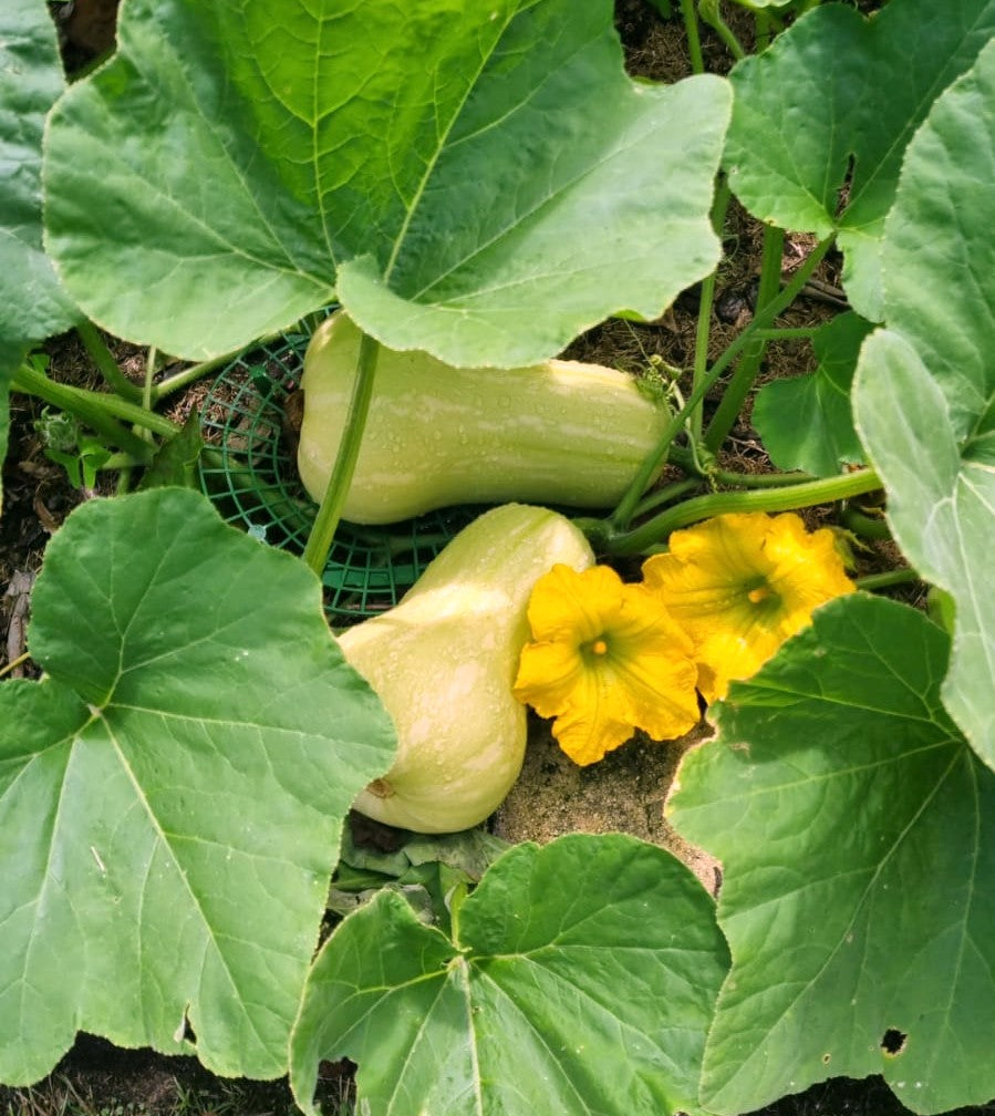 Seeds - Butternut Squash
