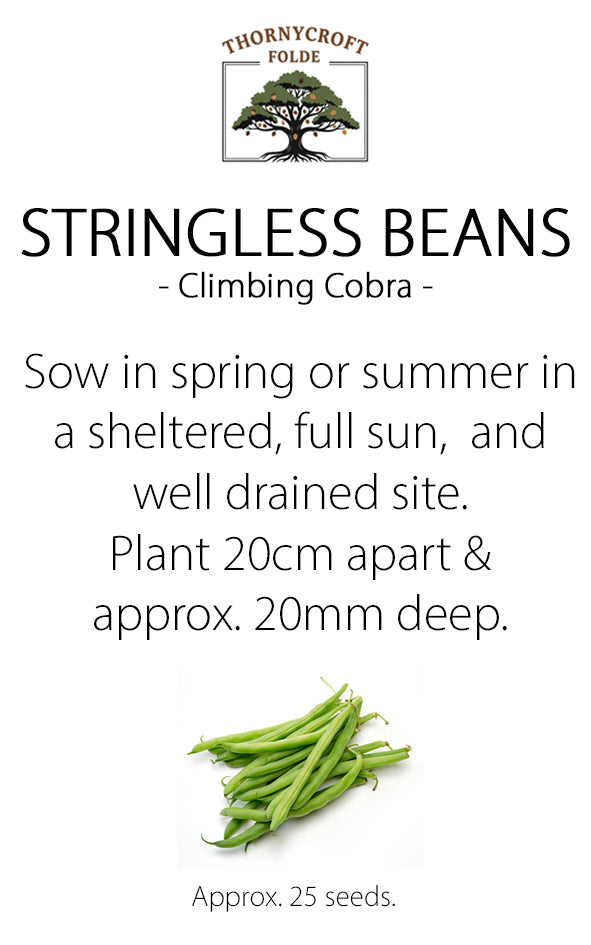 Thornycroft Folde stringless beans seed packet with green beans and planting instructions.