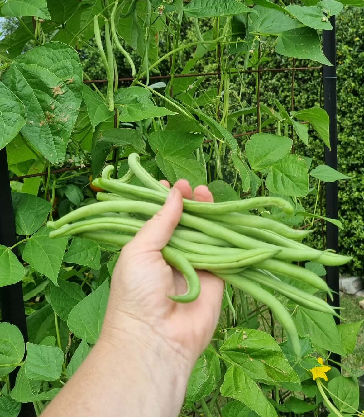 Hand holding green beans in a garden with green leaves and plants in the background