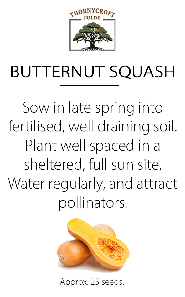 Seeds - Butternut Squash